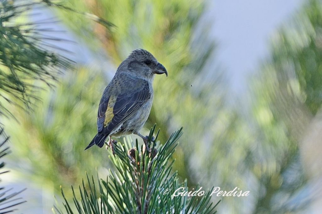 due specie non comuni per la Provincia di Bologna